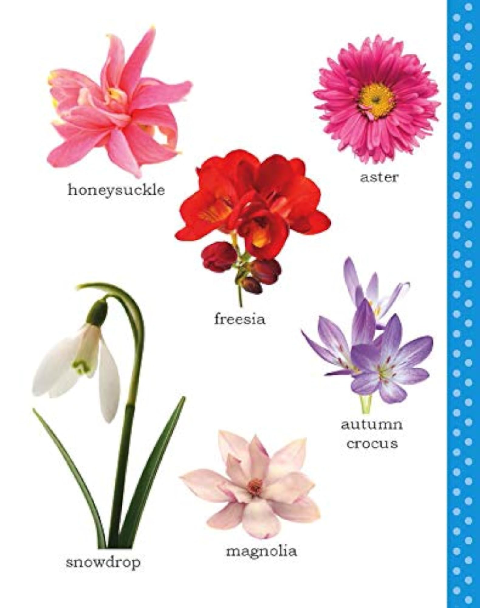 My First Picture Book of Flowers